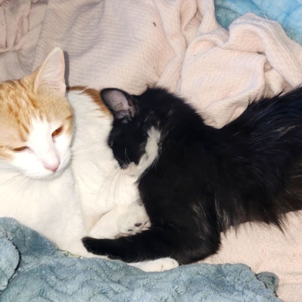 Meet your Posher, Lorrie